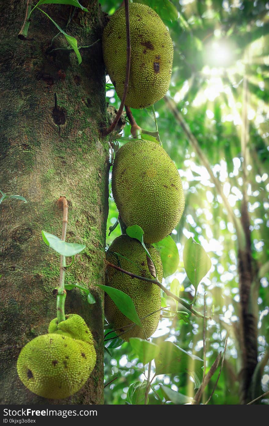 Jackfruit in the rainforest Sinharaja, Sri Lanka