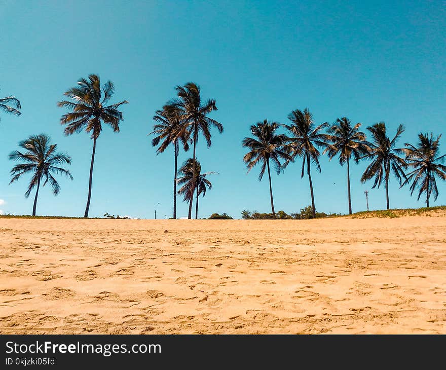 Coconut Trees on Brown Sand