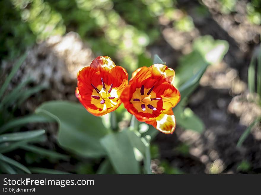 Red-and-yellow Tulips in Closeup Photo