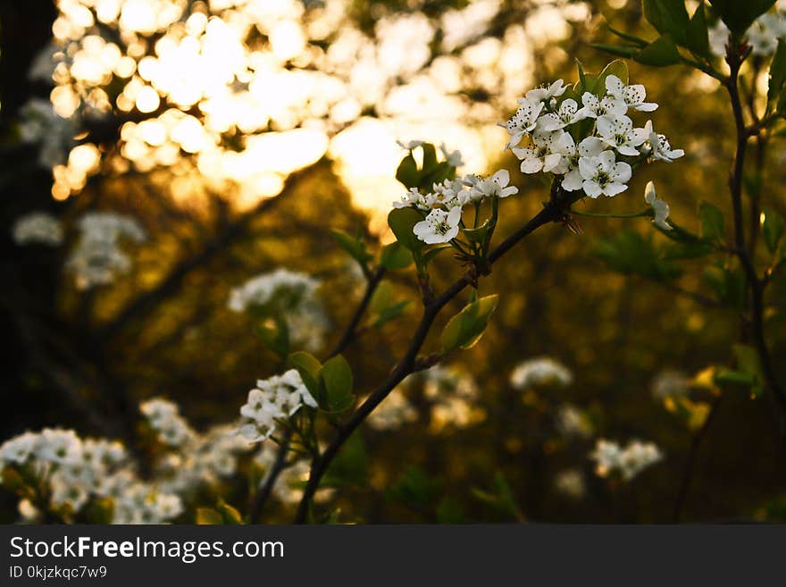 White Flowers With Green Leaves