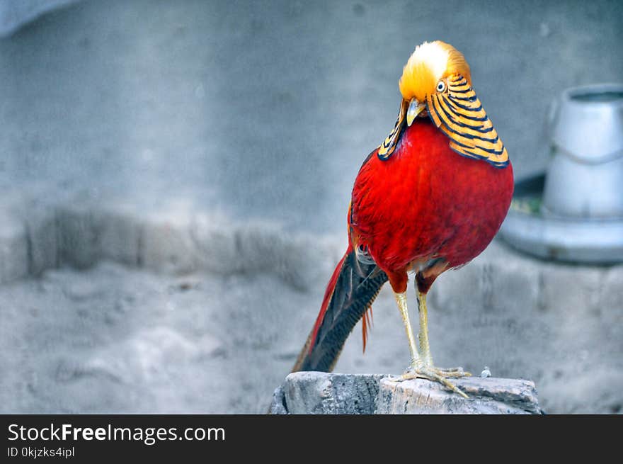 Red and Brown Bird Standing on Grey Wood Stump