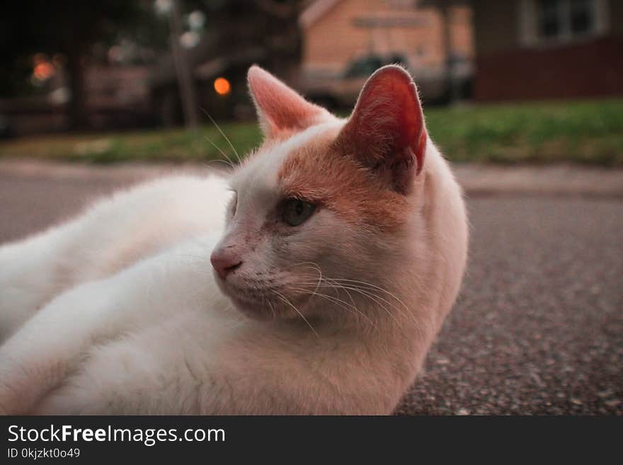 White and Orange Cat Lying on Pavement