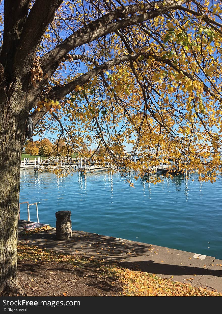 Yellow Leafed Tree Near Body of Water