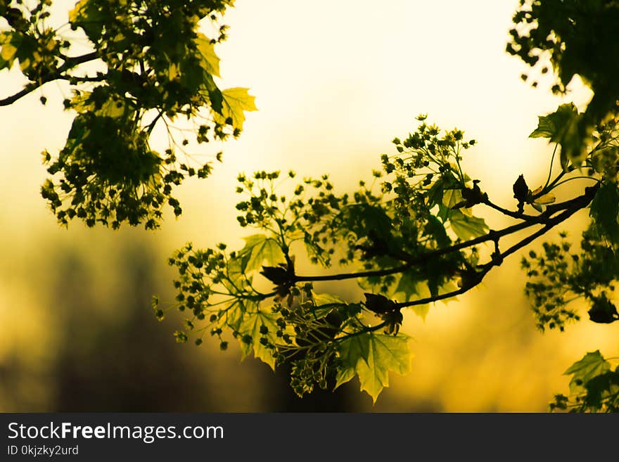 Green Leafed Plant