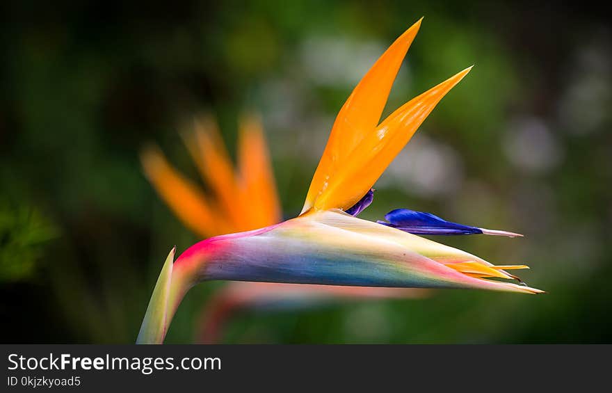 Closeup Photography of Bird of Paradise Flower