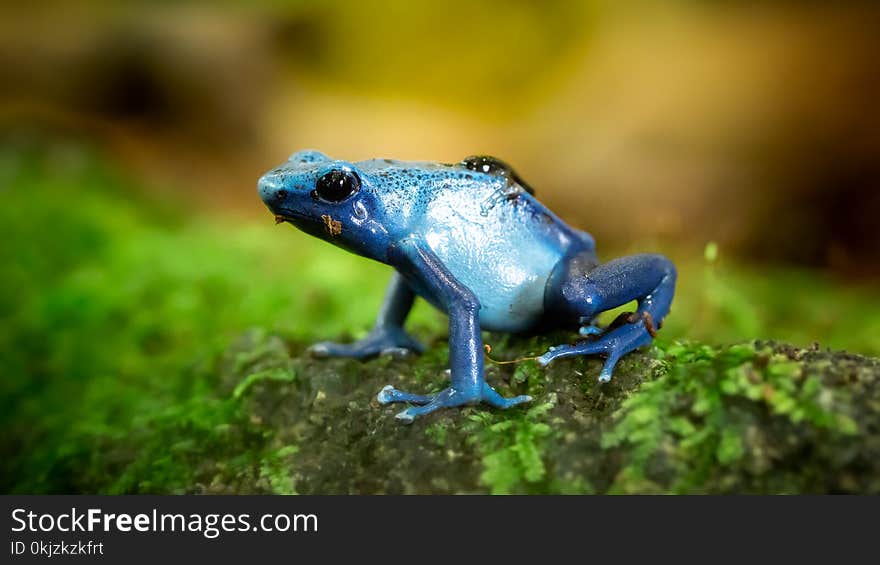 Closeup Photo of Blue Frog on Green Surface