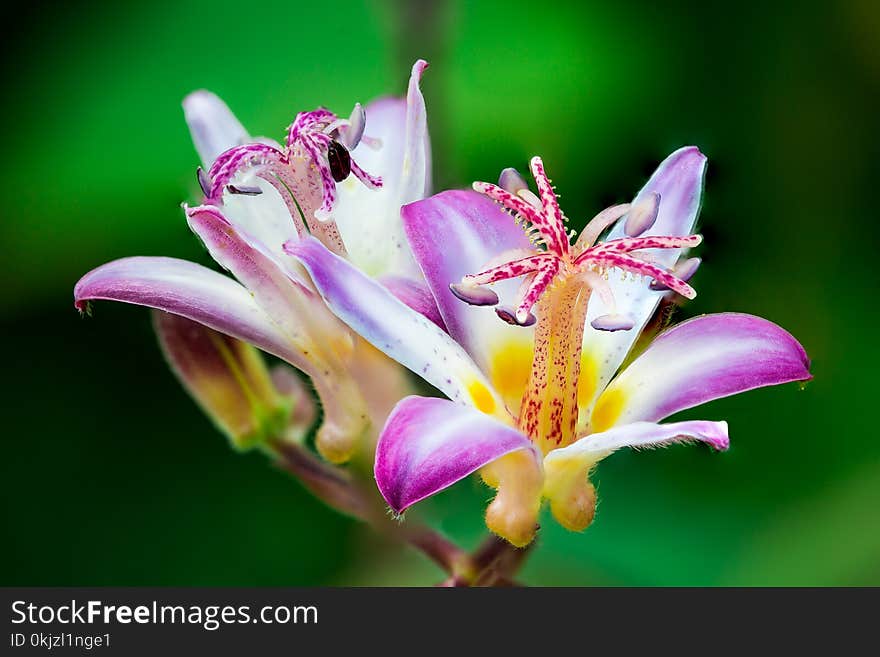 Closeup Photo of Purple-and-white Petaled Flowers