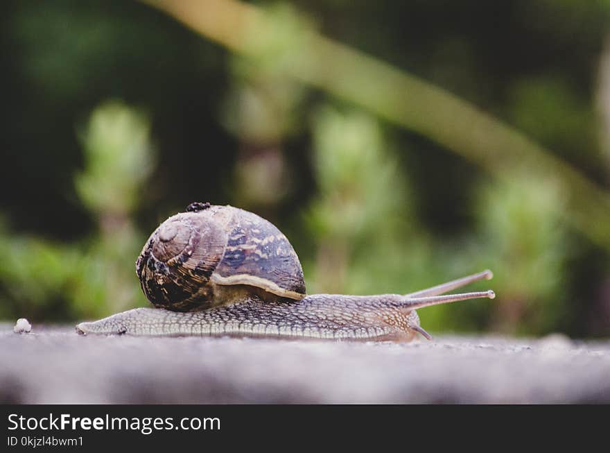 Selective Focus Photography of Snail