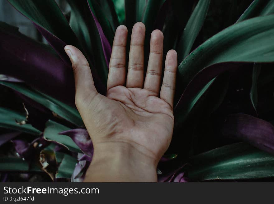 Closeup Photo of Left Human Palm