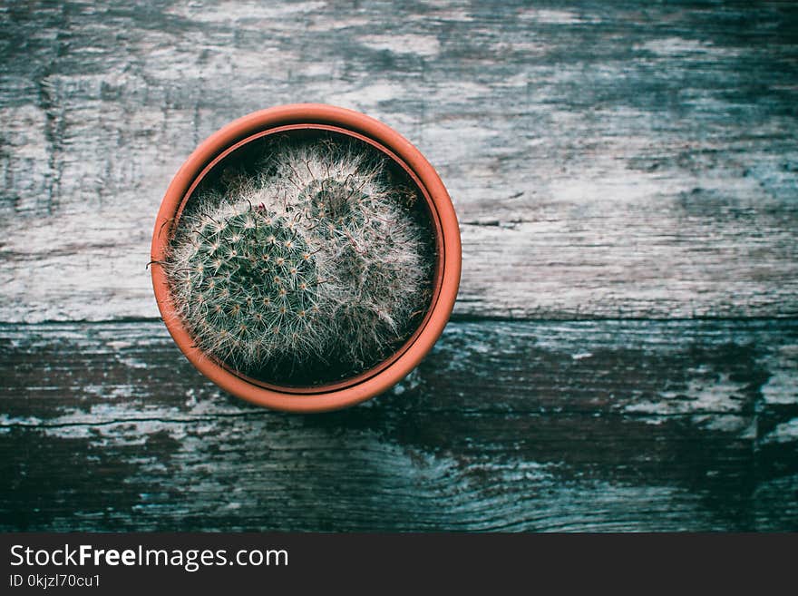 Green Cactus Plant Potted in Brown Pot