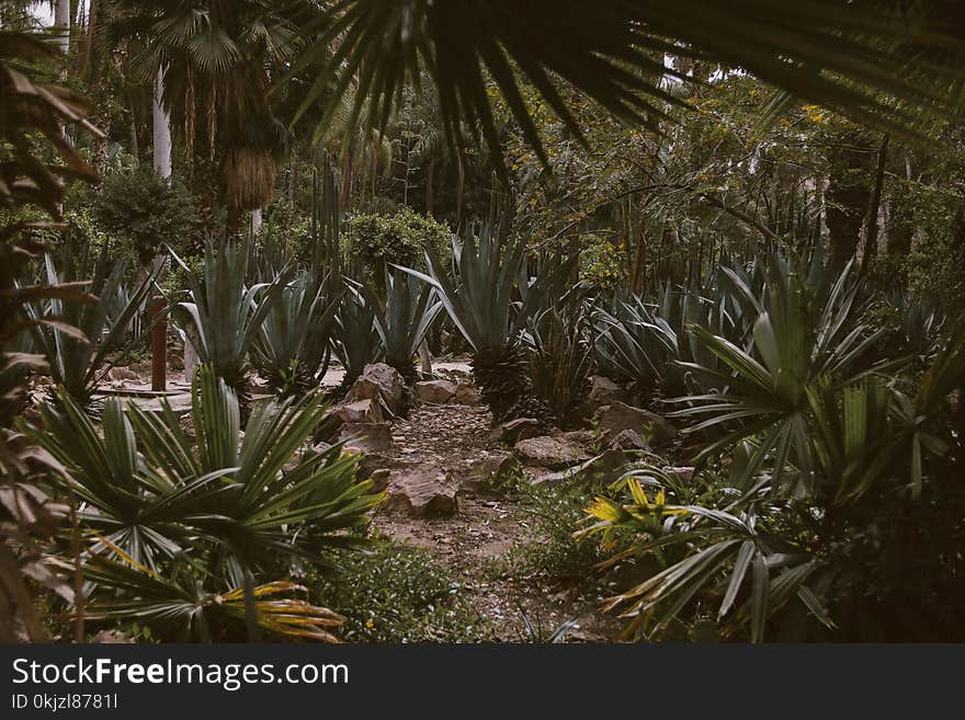 Green Leafed Plants