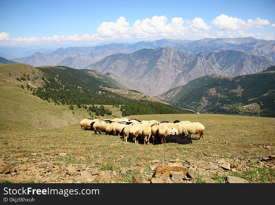 Brown Sheep Lot