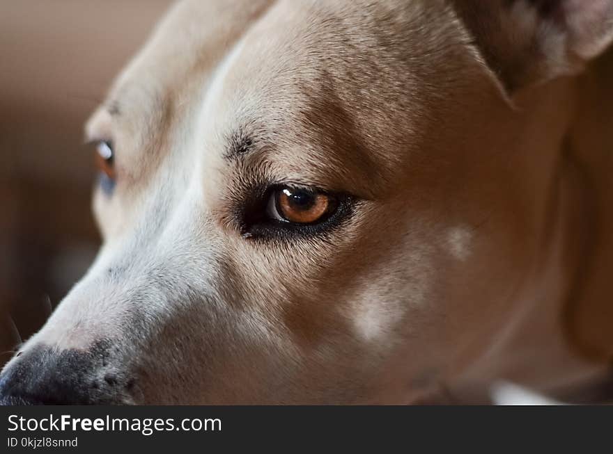 Close Up Photo of Adult Tan Dog