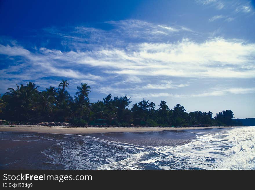 Landscape Photography of Coconut Tree Near Seashore