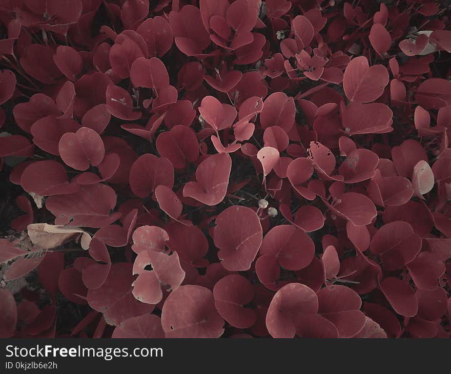 Brown Leafed Plants