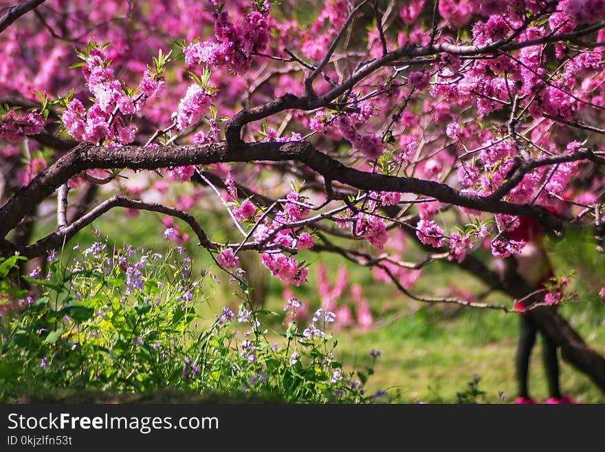 Closeup Photo of Pink Petaled Flower Tree