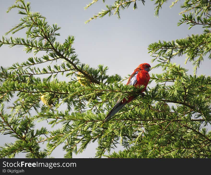 Red Bird on Tree