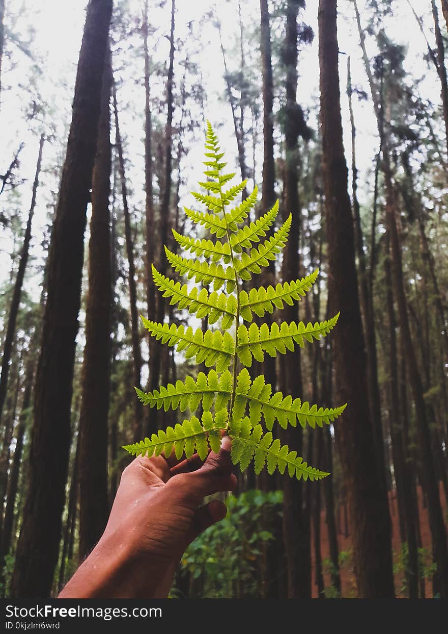 Person Holding Green Leaf