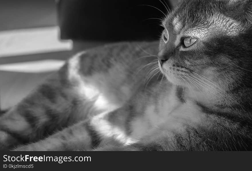 Grayscale Photo of Gray Cat