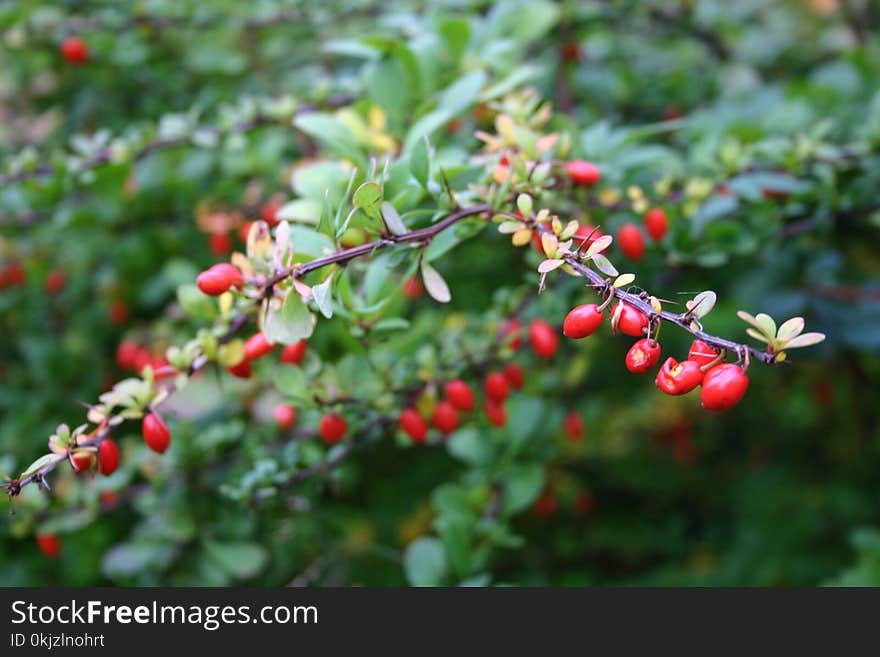 Red Fruit Plant