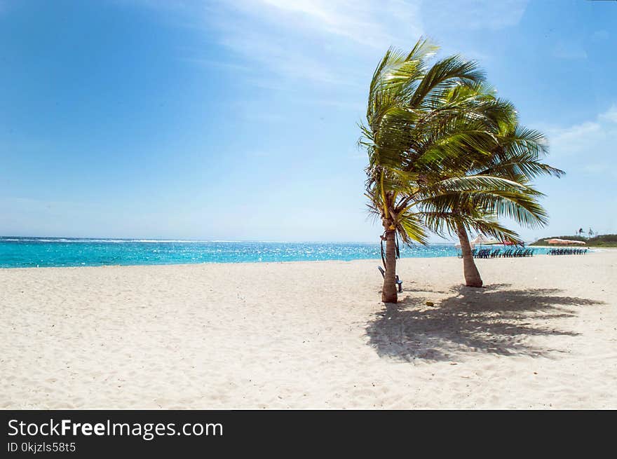 Green Coconut Trees Near Body of Water