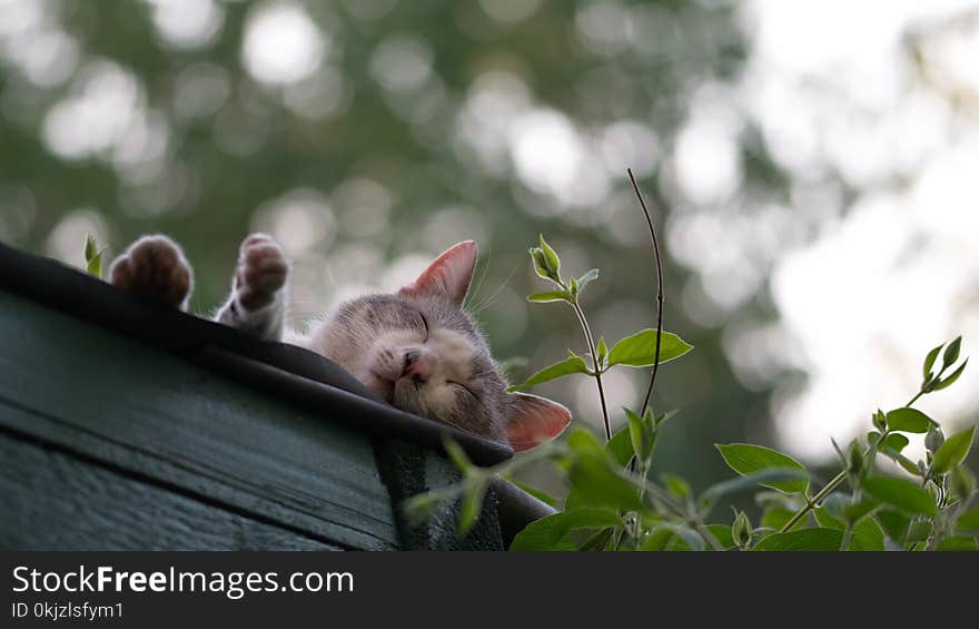 Photo of Gray Cat Near Sleeping