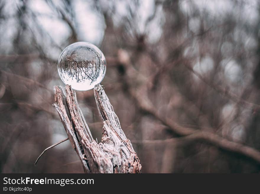 Water Drop on Brown Branch