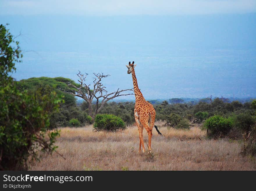 Brown and Black Giraffe