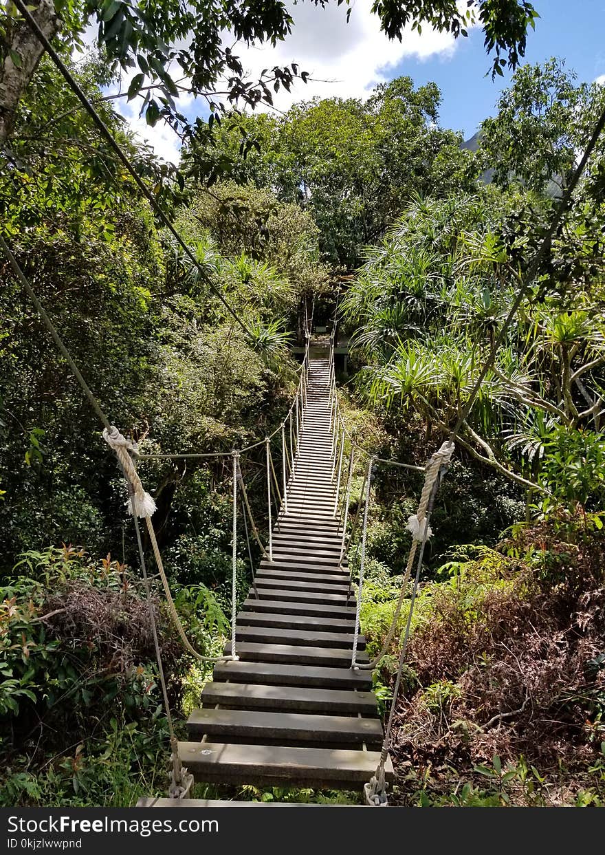 Brown Hanging Bridge Surrounded by Trees