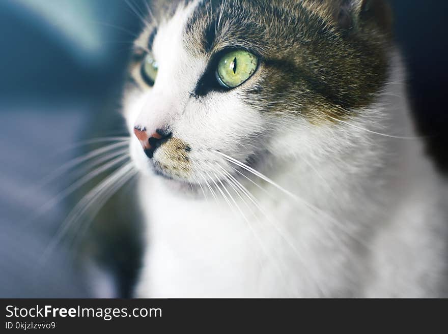 Close Up Photography of Brown Tabby Cat