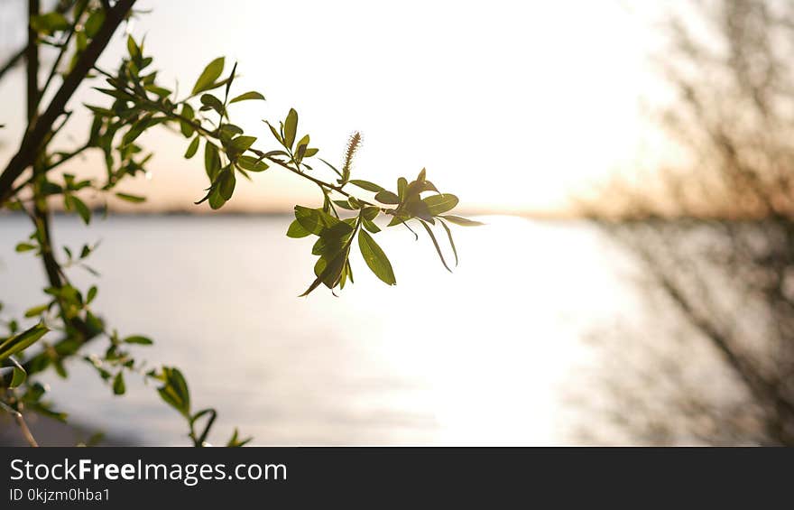 Selective Focus Photography of Leaf Tree Near Shore Line