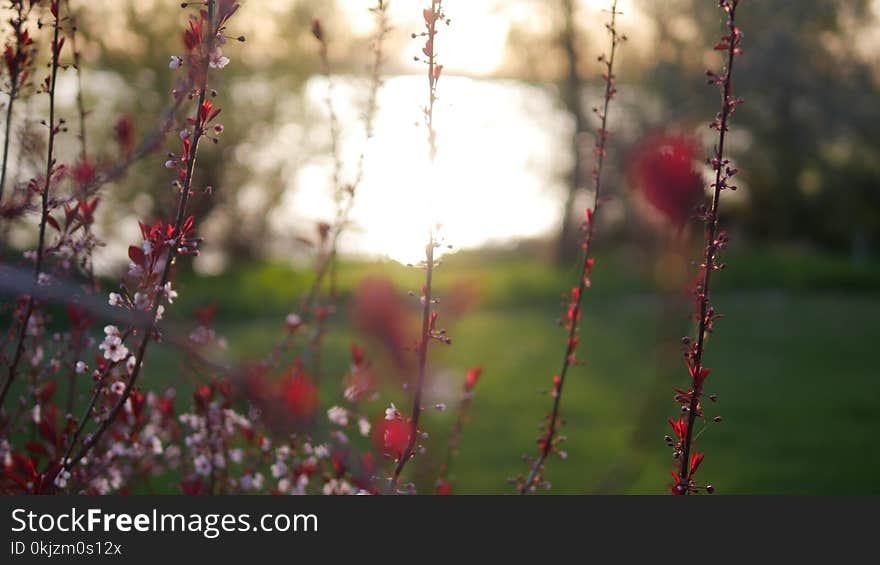 Red Flowers