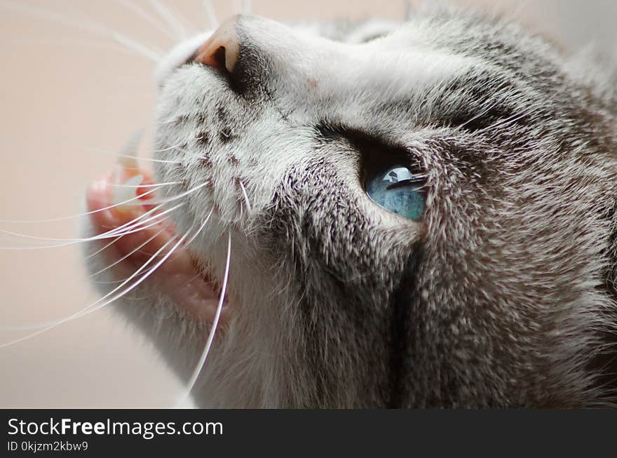 Close Photo of Gray and White Cat