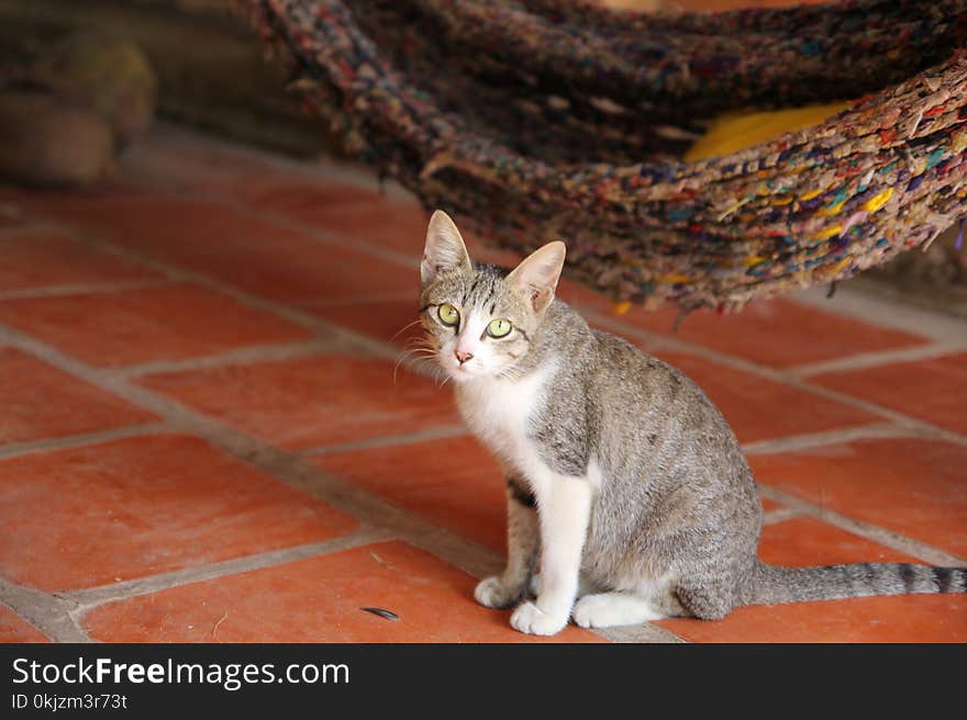 Gray Tabby Cat