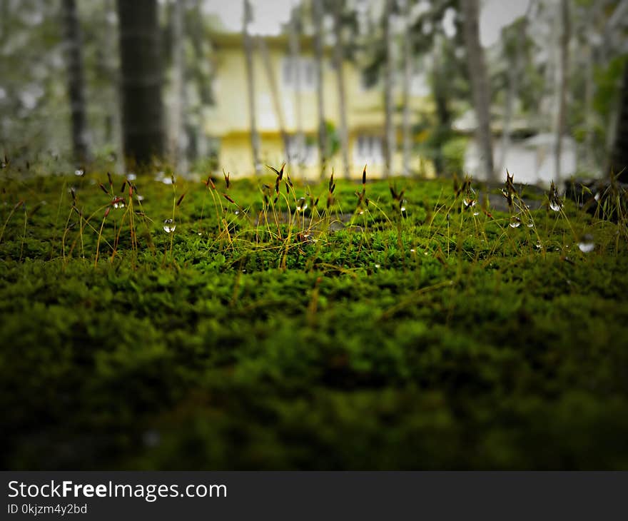 Photo of Green Grass With Water Dew