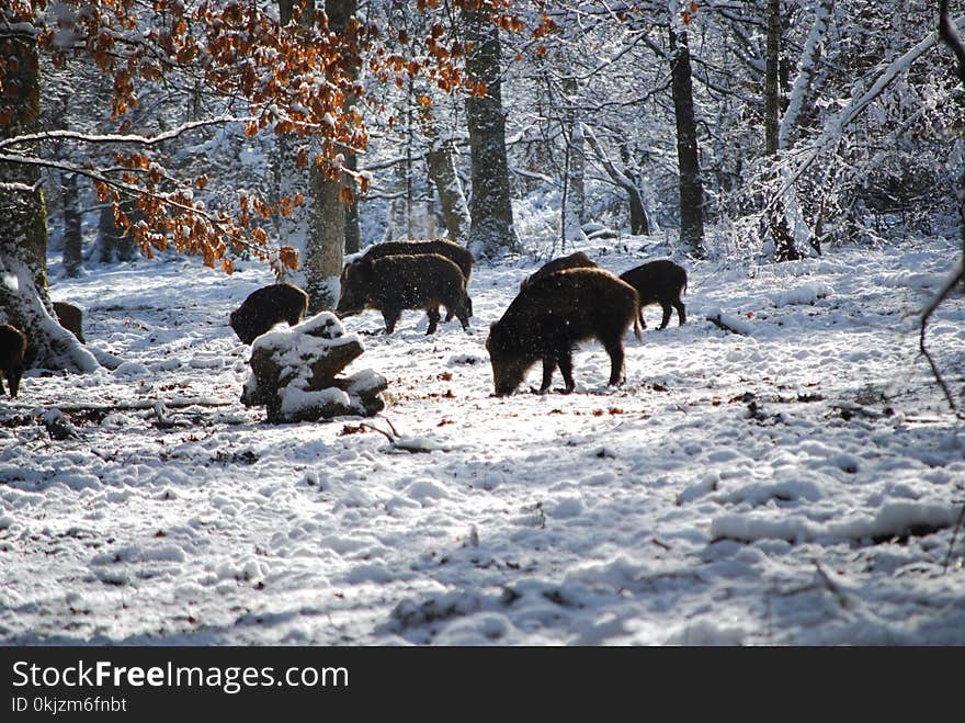 Boars on Snow Near Trees