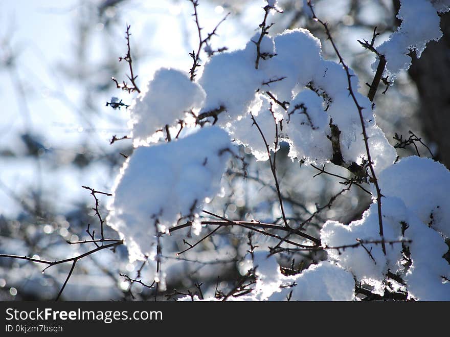 Selective Focus Photo of Tree Snow