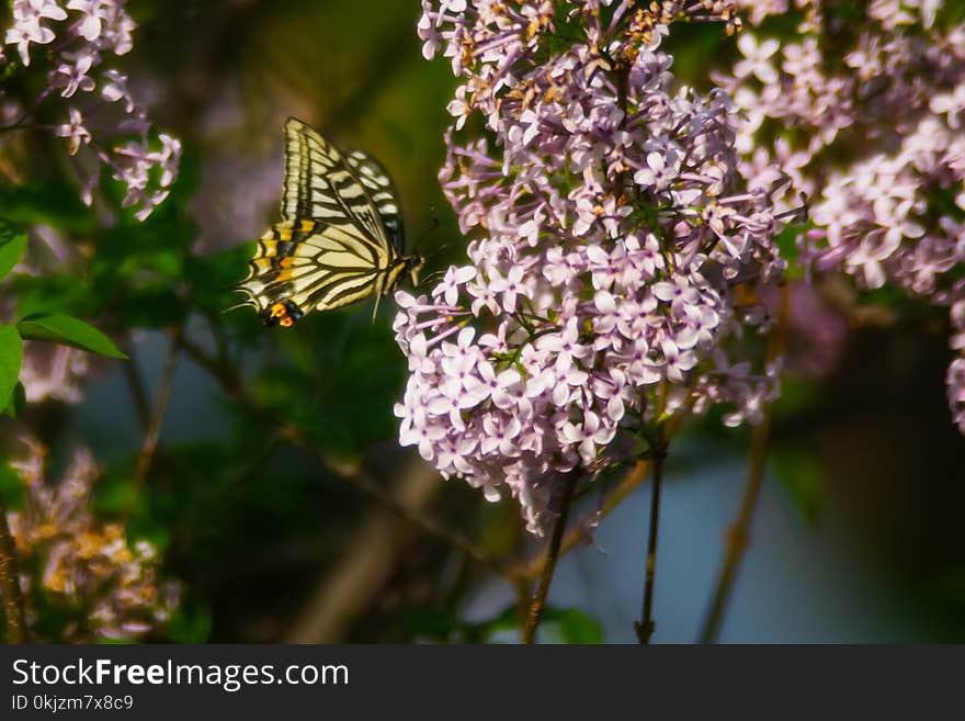 Tiger Swallowtail Butterfly Perched on Pink Petaled Flower at Daytime