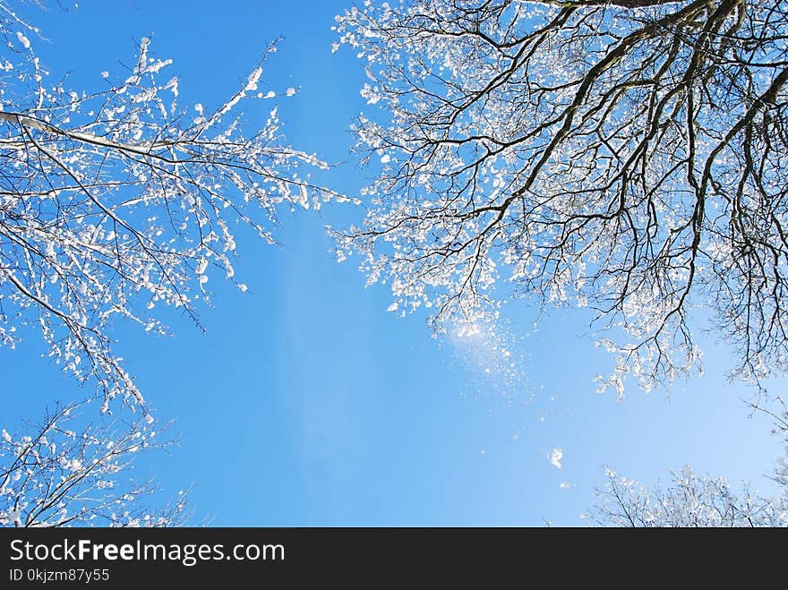 Low Angle Photo of Leafless Trees With Snows Under Clear Blue Sky