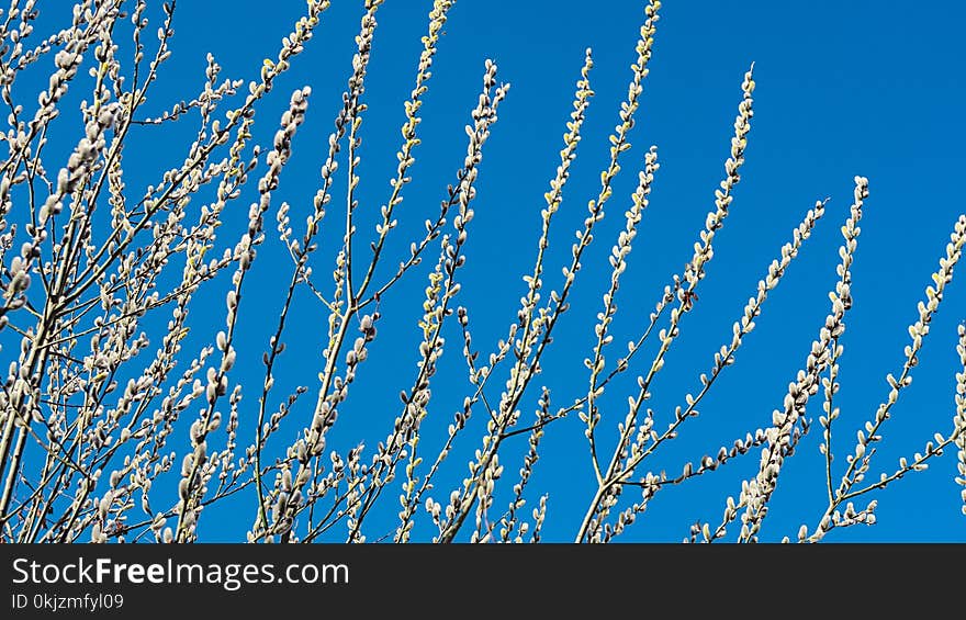 White Flowering Tree