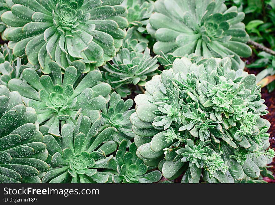 Green Leafed Plants