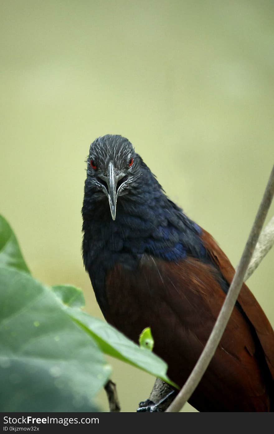 Closeup Photo of Black, Blue, and Brown Bird on Tree Branch