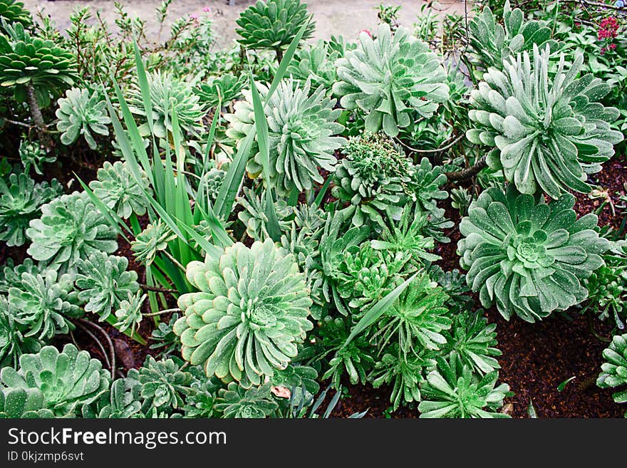 Green Succulent Potted Plants