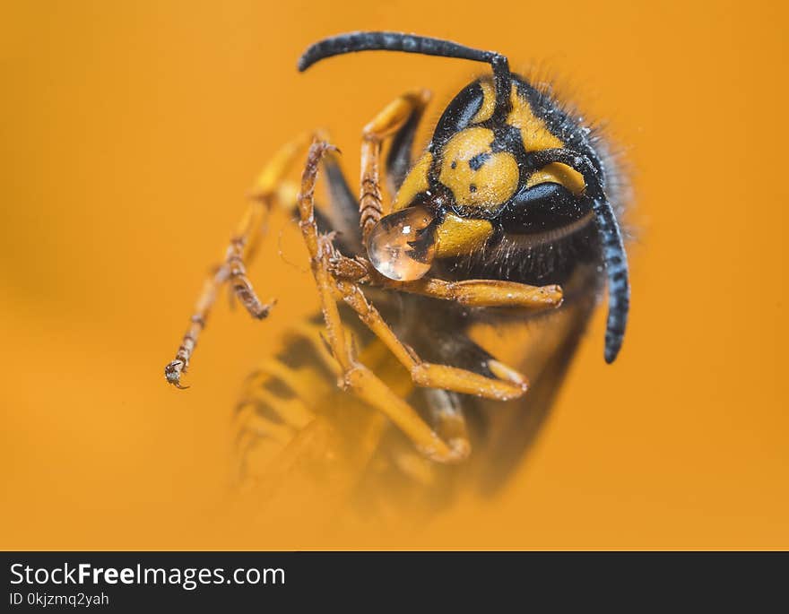 Close-up Photo of Yellow Jacket Wasp