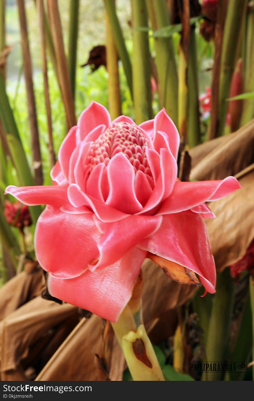 Selective Focus Photography of Pink Protea Flower