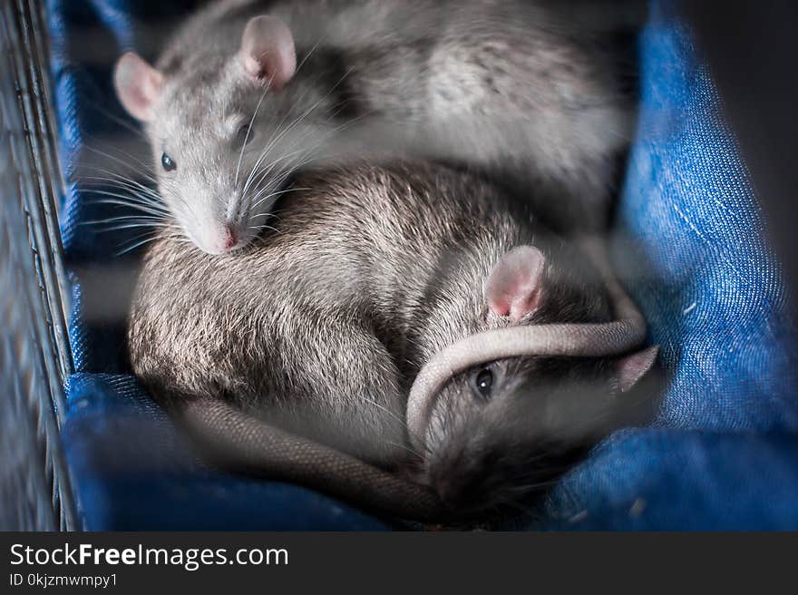 Two Gray Mice