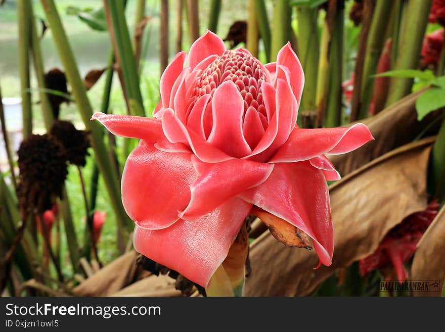 Red Torch Ginger Flower