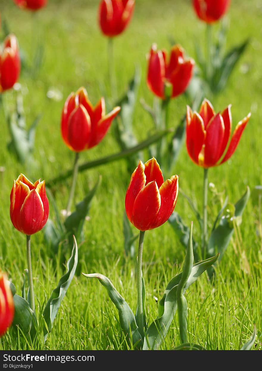 Selective Focus Photography of Red Petaled Flowers