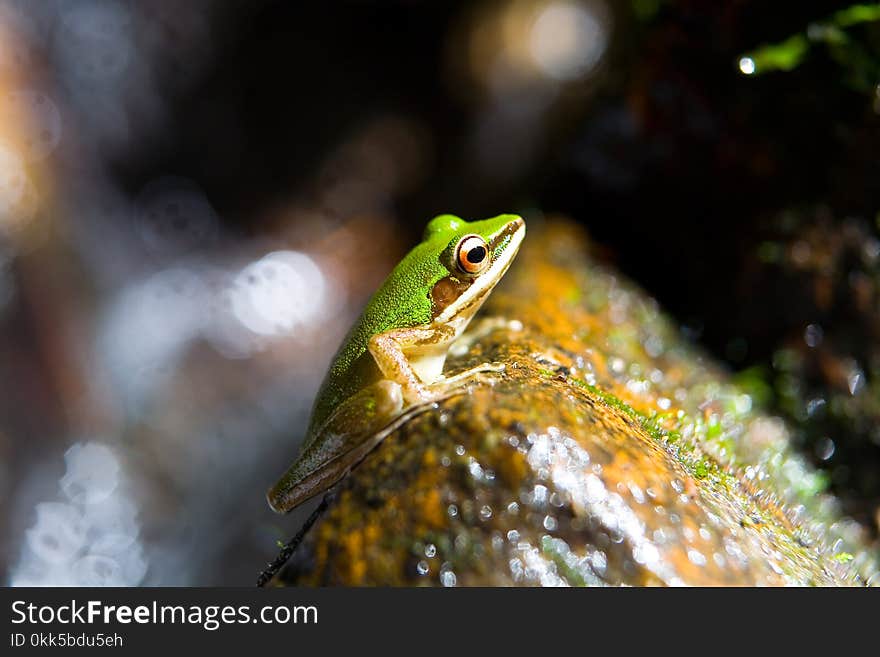 Exotic beautiful green frog and water splashes.