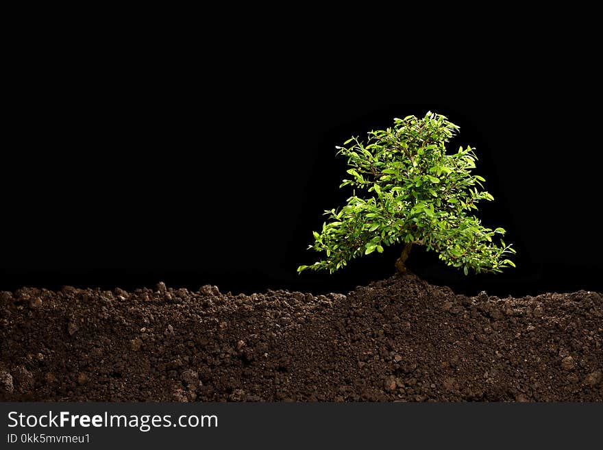 Small tree growing out from soil isolated on black background